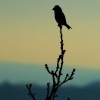 Krivka obecna - Loxia curvirostra - Red Crossbill 3766